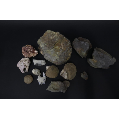 77 - Collection of fossils