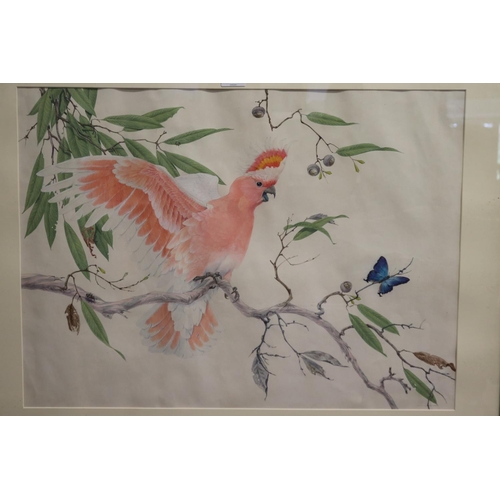 334 - Robin Hill (1932-.) Australia. Pink Cockatoo, watercolour, signed and dated lower right, 68. Also si... 
