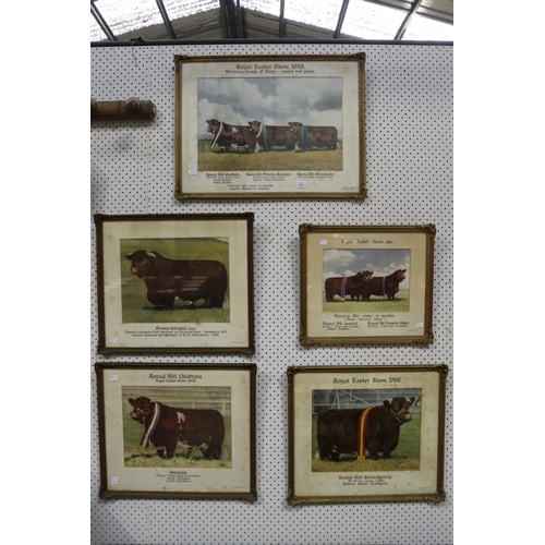 91 - Selection of Hordern Family Royal easter show winning bulls photographs, from the late 1950's and ea... 