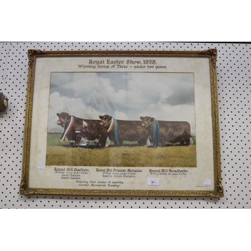 91 - Selection of Hordern Family Royal easter show winning bulls photographs, from the late 1950's and ea... 