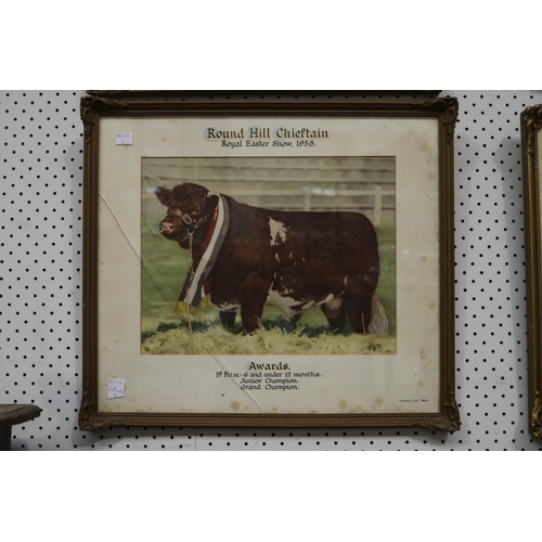 91 - Selection of Hordern Family Royal easter show winning bulls photographs, from the late 1950's and ea... 