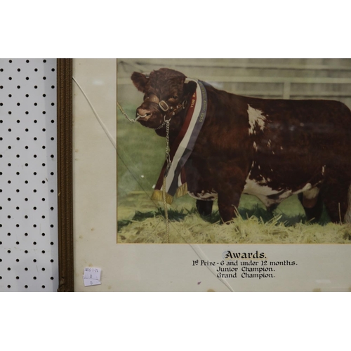 91 - Selection of Hordern Family Royal easter show winning bulls photographs, from the late 1950's and ea... 