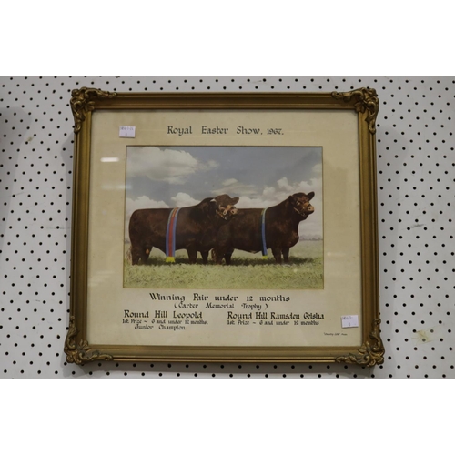 91 - Selection of Hordern Family Royal easter show winning bulls photographs, from the late 1950's and ea... 