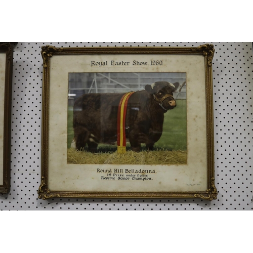 91 - Selection of Hordern Family Royal easter show winning bulls photographs, from the late 1950's and ea... 