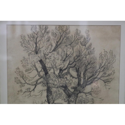 21 - John Sell Cotman (1782-1842) England, Tree Study, pencil drawing, signed lower left, approx 29.5cm 2... 