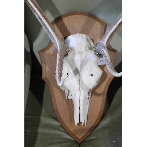 117 - Set of antlers on wooden backing, approx 71cm H x 59cm W