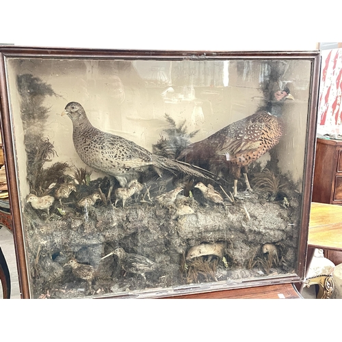 348 - Large antique Victorian taxidermy diorama of pheasants to ground with chicks, snipes, and cross sect... 