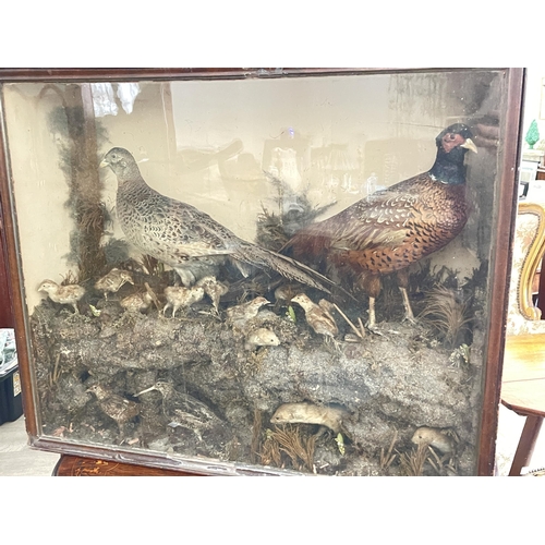 348 - Large antique Victorian taxidermy diorama of pheasants to ground with chicks, snipes, and cross sect... 