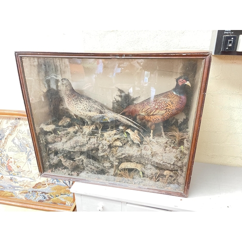 348 - Large antique Victorian taxidermy diorama of pheasants to ground with chicks, snipes, and cross sect... 