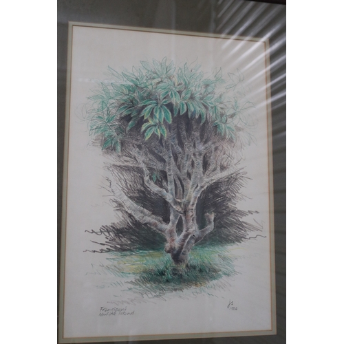 108 - J S ? unknown, dated  1984- crayon,  Frangipani Norfolk island, approx 49cm x 33cm