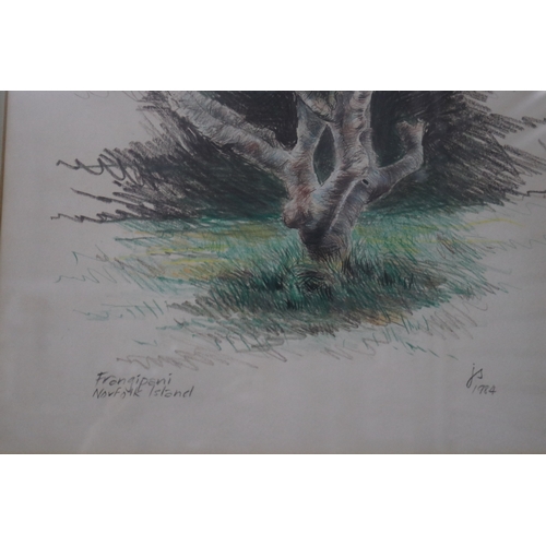 108 - J S ? unknown, dated  1984- crayon,  Frangipani Norfolk island, approx 49cm x 33cm