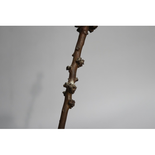 730 - Unsual root walking stick, approx 96cm L