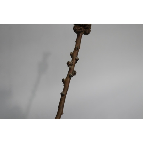 730 - Unsual root walking stick, approx 96cm L