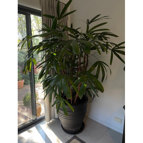 799 - Advanced Rhapis excelsa (Rhapis Palm) in large composite pot