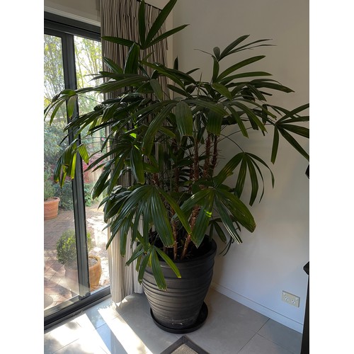 799 - Advanced Rhapis excelsa (Rhapis Palm) in large composite pot