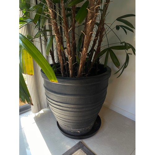 799 - Advanced Rhapis excelsa (Rhapis Palm) in large composite pot