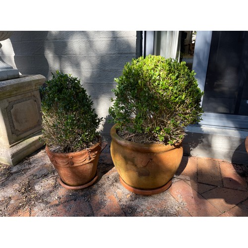 802 - Two advanced buxus in aged terracotta circular pots (2)