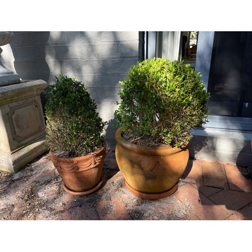 802 - Two advanced buxus in aged terracotta circular pots (2)