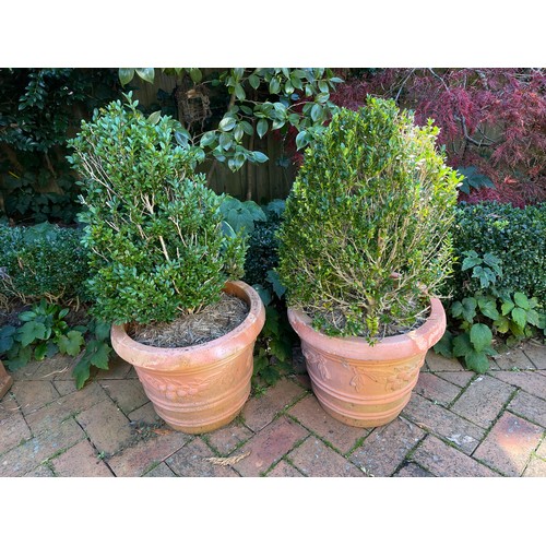 805 - Two advanced buxus in large circular terracotta pots (2)