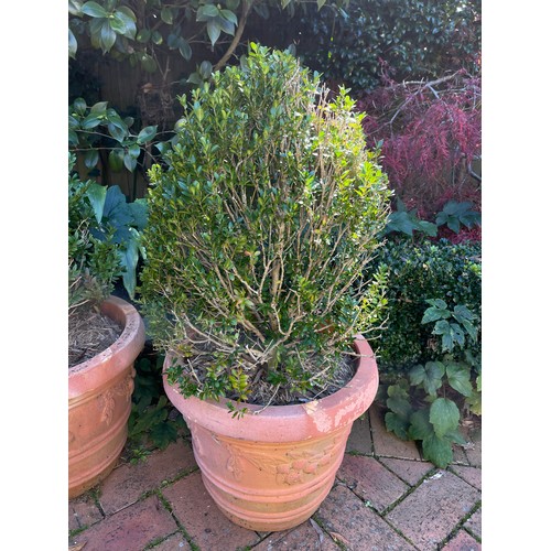 805 - Two advanced buxus in large circular terracotta pots (2)