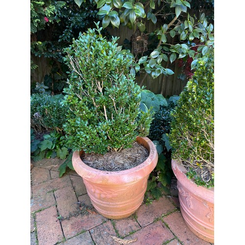 805 - Two advanced buxus in large circular terracotta pots (2)