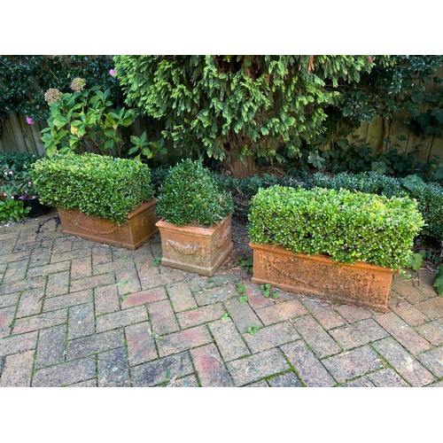 806 - Three planter boxes of advanced buxus hedge (3)