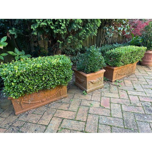 806 - Three planter boxes of advanced buxus hedge (3)