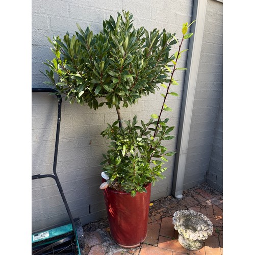 808 - Advanced bay tree topiary in modern glazed pot