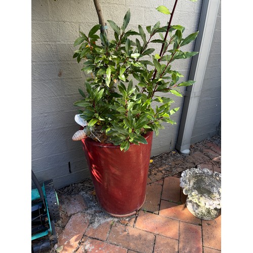 808 - Advanced bay tree topiary in modern glazed pot