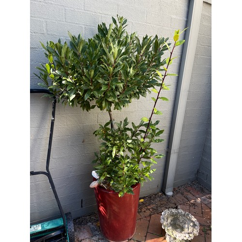 808 - Advanced bay tree topiary in modern glazed pot