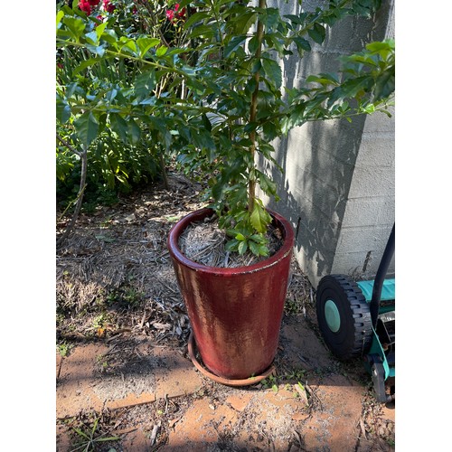 809 - Unknown plant in modern cylinder pot