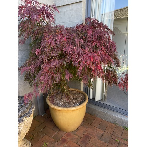 811 - Advanced potted Japanese maple