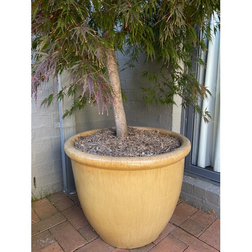 811 - Advanced potted Japanese maple