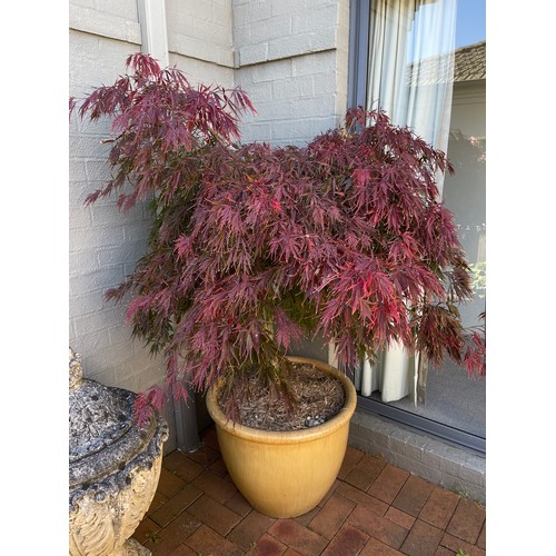 811 - Advanced potted Japanese maple