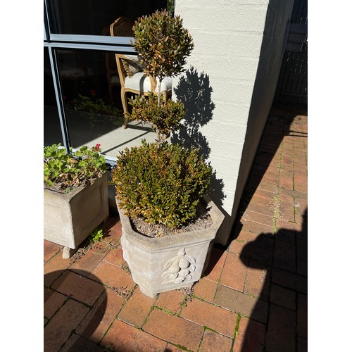 816 - Pair of canted corner pots with triple lolly pop buxus (2)