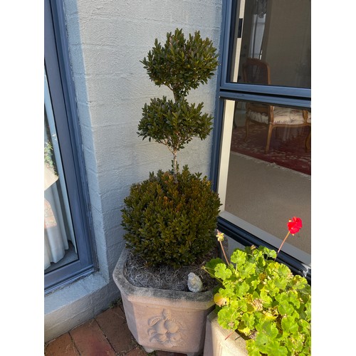 816 - Pair of canted corner pots with triple lolly pop buxus (2)