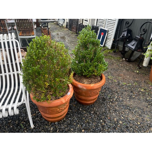 802 - Two advanced buxus in aged terracotta circular pots (2)