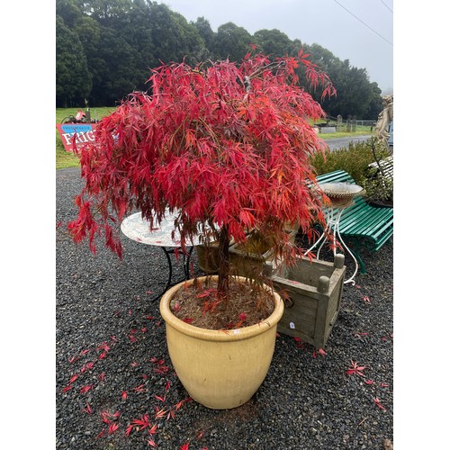 811 - Advanced potted Japanese maple