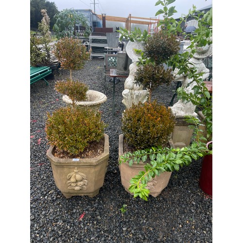 816 - Pair of canted corner pots with triple lolly pop buxus (2)