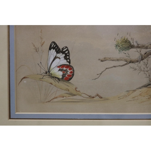 108 - Neville Henry Pennington Cayley, Senior (1853-1903) Australia, blue wren and butterfly, water colour... 