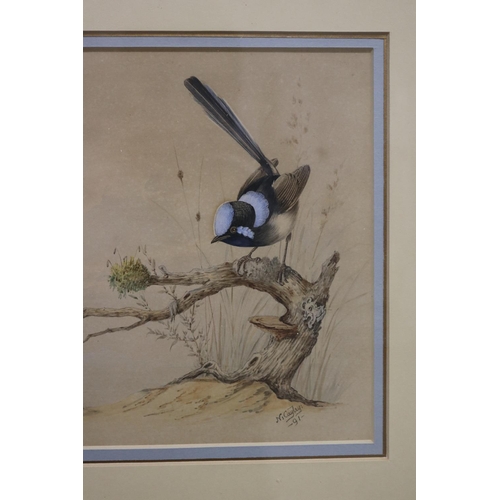 108 - Neville Henry Pennington Cayley, Senior (1853-1903) Australia, blue wren and butterfly, water colour... 