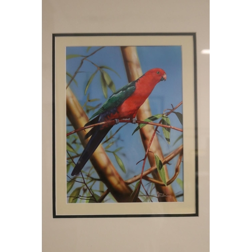 649 - Garry Fleming, gouache on board, untitled, Parrot, signed lower right, approx 28.5cm x 21cm