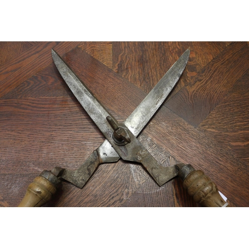 79 - Large antique French vignerons grape sheers, wooden handle, and hand forged blades, approx 59cm L