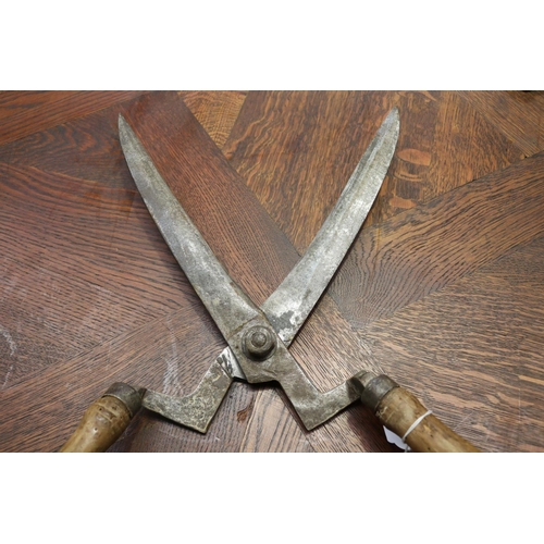 111 - Large antique French vignerons grape sheers, wooden handle, and hand forged blades, approx 53cm L