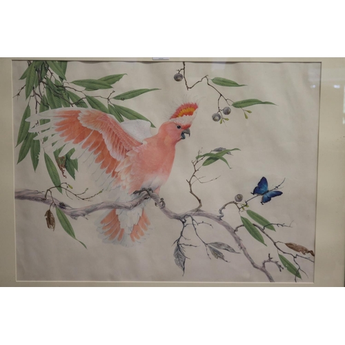 707 - Robin Hill (1932-.) Australia. Pink Cockatoo, watercolour, signed and dated lower right, 68. Also si... 