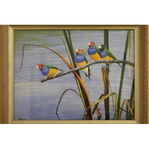 742 - Andrew Patsalou (c1955-.) Australia. Finches on a branch, painting, signed lower left, approx 30cm x... 