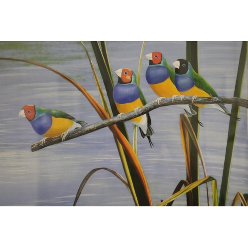 742 - Andrew Patsalou (c1955-.) Australia. Finches on a branch, painting, signed lower left, approx 30cm x... 