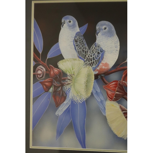 745 - Andrew Patsalou (c1955-.) Australia. Budgerigars on gum nut blossom branch, signed lower right, 37 c... 