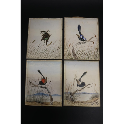 817 - Set of four Tom Flower (Australian) unframed watercolours of birds to include Shot Snipe, black, red... 
