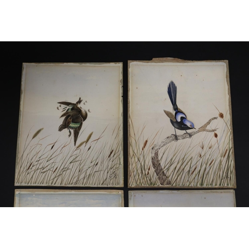 817 - Set of four Tom Flower (Australian) unframed watercolours of birds to include Shot Snipe, black, red... 